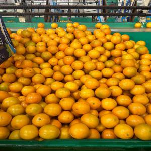  Orange Valencia - fruits et légumes variety - orange valencia --pallet size 88 --pallet size 72 --pallet size 80--pallet size 100 --from egypte 