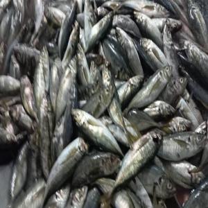  Mulet, Denton, Chinchar, Calamar, Poulpe - poissons j'achète de poisson est je le vends en gros,  par commande,  par contenaire est je m'occupe de tout,  le transit,  douanes etc 