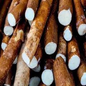  Manioc, Tapioca, Farine, Fufu, Waterfufu, Gari - autres nous mettons a votre dispositions nos produits derives du manioc gari tapioca foufou amidon farine feuille de manioc. nous disposons des ha de cultures. alors profitez en et commen&ccedil;ons partenariat gagnant gagnant des &agrave; present.
