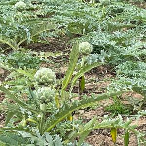  Client Legumes Et Fruits - fruits et légumes nous sommes une entreprise spécialisée dans la vente de fruits et légumes de haute qualité.----nous offrons à nos clients -----une large gamme de produits frais et de saison--des prix compétitifs--un service de livraison rapide et fiable--une équipe p