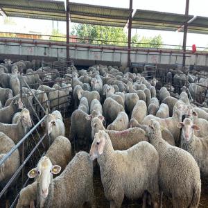  Agneaux Mérinos D'espagne - animaux vivants disponible agneaux de race mérinos d'espagne (élevage fermes familiales)--poids +/- 30kg --quantité - sans restrictions --livraison / exportation vers toutes destinations --merci de m'adresser un message avec la quantité souhaitée et le lieu de livraison--cordialem