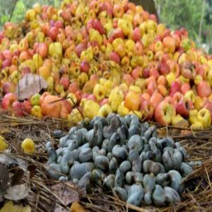  Acheteurs De Noix De Cajou, Arachides Et Palm Oil - autres je suis &agrave; la recherche des achetuers de noix de cajou &agrave; grande quantit&eacute; pour importation dans son paye achat en ex works / ex warehouse. meme pour les arachides ou huile de palme &agrave; grande quantit&eacute;. c'est fiable rapide efficace et s&eacute;curis&eacute;. ache