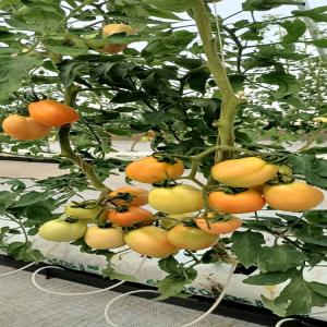  Vente De Tomates Bio Sous Serre - fruits et légumes entreprise qui fait de la production et commercialise des tomates et piments sous serre en grande quantité.--nous sommes à la recherche de clients nationaux et internationaux (pour l'exportation).--
