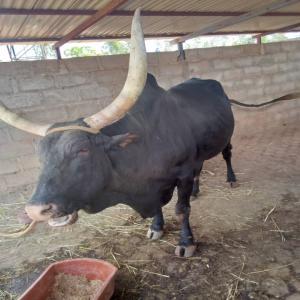  Vente De Deux Taureaux Bien Engraissés Pour La Re - animaux vivants mise en vente de deux taureaux bien engraiss&eacute;s pour la reproduction et ou la boucherie selon votre besoin. des races robustes et r&eacute;silientes. pour vos besoins de veaux &eacute;galement contactez nous au burkina faso et nous vous les livrons &agrave; vos frais partout !