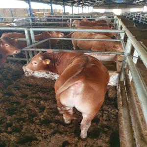  For Sale Farm In Morocco - live animals for sale a farm with approval from the moroccan authorities for the importation of 400 head of cattle,  the lazaret is located in the tangier region,  modern facility,  very well equipped.----se vende finca con autorización de las autoridades marroquíes para la importación de 400 cabezas de ganado,  el 