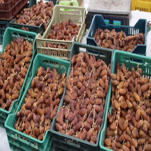  Dattes - fruits et légumes bienvenue dans notre société d'exportation de dattes,  un leader passionné dans la fourniture de dattes de qualité exceptionnelle en provenance de la tunisie. nous sommes fiers de notre engagement envers l'excellence,  offrant des dattes soigneusement cultivées,  r&ea