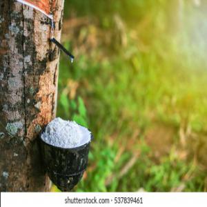  Rubber // Cup Bottom - other for all your rubberwood needs we offer you good quality from the ivory coast at a very good price do not hesitate to contact me for further information 