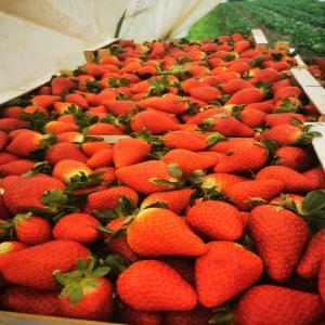  Fraise Pour Vente - fruits et légumes bonjour je espère que vous allez bien--nous sommes producteurs des fraises situé à la région larache ouamara nous cherchons dès clients pour la vente de fraises variétés sabrina fortuna victory et palmerita--je reste disponible pour toutes information