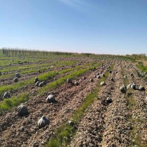  Nous Recherchons Des Clients Sérieux En Europe Et - fruits et légumes nous sommes une entreprise alg&eacute;rienne sp&eacute;cialis&eacute;e dans l'exportation de divers produits agricoles et agricoles alg&eacute;riens vers tous les pays du monde notamment les truffes et les potirons. l'alg&eacute;rie est c&eacute;l&egrave;bre pour ses truffes les plus raffin&eacute