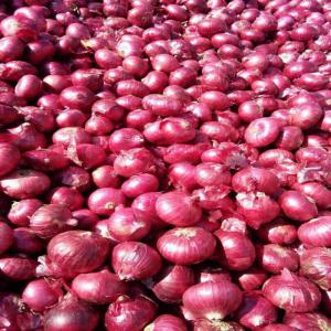  100% Fresh Red Onion For Sale - other onion--color red--form fresh whole onion--physical appearance round--purity 99%--moisture % 70-90 % max--packing details 25 kg,  50 kg,  pp,  jute,  carton packing--loading 10 mt in one 20 ft container