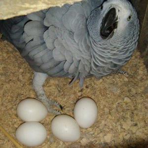  Buy African Grey Eggs For Sale - meat and eggs we have a wide variety of fertile hatching eggs. we have chicken eggs,  bantam chicken eggs,  ostrich eggs,  duck eggs,  turkey eggs,  guinea eggs,  quail eggs,  pheasant eggs,  and chukar partridge eggs.---- ----our eggs are tested and guaranteed through a candling exercise.  our hatching rate of eggs is 1