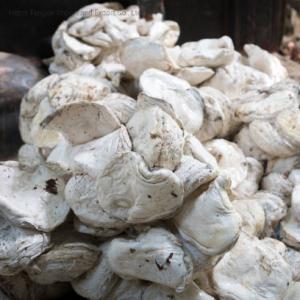  Natural Rubber Cup Lump With Drc Of 72% For Sale - other our company called promote rubber cultivation whose acronym is eph.----we work with cooperatives rubber growers andhave the ability toprovide between 500 and 1, 000 tons per month funds cups lumps of natural rubber (raw material natural rubber) with60% drc.----our goal is to sign an annual contract w