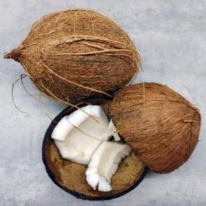  Offre De Noix De Coco Provenance Côte D’ivoire - fruits et légumes nous sommes une entreprise basée en côte d’ivoire spécialisée dans la production de noix de coco de haute qualité. forts de nos méthodes agricoles durables et de notre engagement envers la qualité,  nous sommes fiers d’annoncer que nous disposons d’une 
