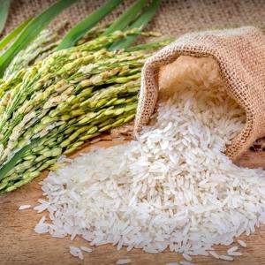  Riz Indien/ Indian Rice - céréales notre societé met à votre disposition une grande quantité du riz.----spécification------riz blanc long grain -----origine - inde; vietnam----riz blanc 25% brisure - 740$ mt cif--riz blanc 5% brisure - 760$ mt cif
