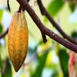  Sale Of Good Quality Cocoa - coffee cocoa tea after the production of cocoa nuts seeds and spices our producers make these products available to merchants in medium and large quantities wanting to export them outside africa. based in france we ensure all delivery according to the terms of your choice. please contact us for more information. 