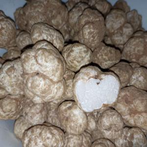  Truffes Blanches - champignon levure  nous vous proposons des truffes blanches en provenance du maroc. si cela vous int&eacute;resse n'h&eacute;sitez pas &agrave; nous contacter.