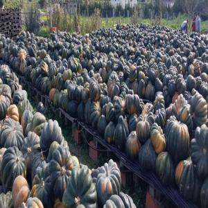  Harvested Excellence: Premium Algerian Pumpkins - fruits and vegetables discover the exceptional quality of fresh algerian pumpkins,  cultivated in fertile lands. our carefully selected produce undergoes expert processing for optimal freshness and natural flavor. with fast and reliable worldwide delivery,  bring the essence of nature to your store or restaurant. elevate y