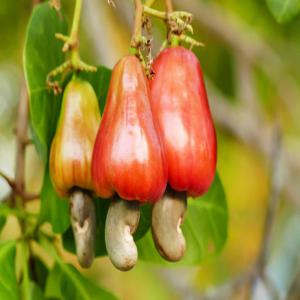  Noix De Cajou Brute Du Nigeria - fruits secs et graines grillées bonjour,  ----nous sommes une société spécialisée dans la commercialisation de noix de cajou brutes (origine nigéria).--nous pouvons vous fournir les quantités souhaitées,  d’une qualité irréprochable à des tarifs très comp&e