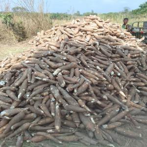  Manioc, Tapioca, Fufu, Gari, Baton De Manioc, Bob - autres nous mettons a votre dispositions nos produits derives du manioc gari tapioca foufou amidon farine feuille de manioc. nous disposons des ha de cultures. alors profitez en et commen&ccedil;ons partenariat gagnant gagnant des &agrave; present.