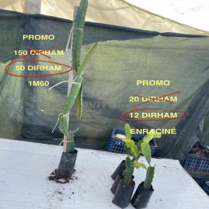  Plants De `pitaya Fruit Du Dragon Dispo Au Maroc - semence graine plant plants de pitaya de toutes tailles jusque 2 m&egrave;tres de hauts promotions destockage de plants plant de 1 6 metres et plus &agrave; 50dh au lieu de 150 plants de 30 cm environs enracin&eacute; et en developpement &agrave; 12 dh au lieux de 25 dh raquettes non enracin&eacute;es &agrave; 