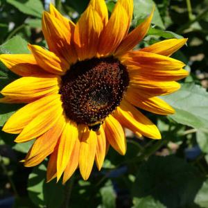  Huile De Tournesol - huiles huile de tournesol 1 l et 5 l dluo 1 an prix tr&egrave;s int&eacute;ressant quantit&eacute; 23 760 l par camion d&eacute;lai de livraison entre 7 et 10 jours