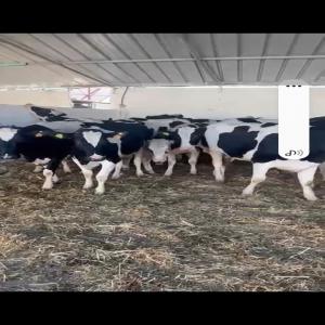  Cherche Vaches Laitières/ De Viande Maroc - animaux vivants bonjour nous somme une société marocaine rabat et nous cherchons à importer des bovins (30 u à  50 u  au départ)  de préférence de l'espagne,  le portugal,  a france et l'italie ,  la belgique ou autre...) pour engraissement et élevage de vaches l