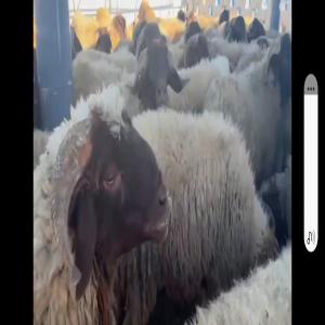  Cherche Ovins Pour Engraissement Et Reproduction - animaux vivants bonjour nous somme une société marocaine à rabat et nous cherchons à importer des ovins (500 u à  1000 u  au départ un ou 2 camions)  age environ 3 mois au 01/03/24  male,  et femelles ( 6 mois et plus)  de préférence de l'espagne le portugale,  