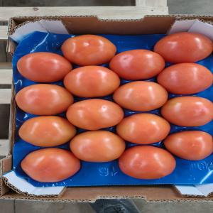  Export Fruits Et Légumes - fruits et légumes nous sommes une entreprise d'import export sp&eacute;cialis&eacute;e dans les fruits et l&eacute;gumes depuis le maroc . on vous propose tomates poivrons vert poivrons rouge past&egrave;que nos fruits et l&eacute;gumes sont pretes &agrave; etre exp&eacute;di&eacute;es vers l'internati