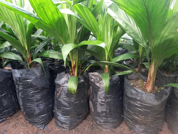  Vente De Pépinières De Palmiers Huile. - semence graine plant vous propose une assistance technique,  plus encadrement en création de plantation et vente de pépinières de palmiers à huile,  provenant des graines germées du centre national de recherche agronomique ( cnra ) de côte d'ivoire.--  pépinière de qu