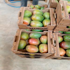  Recherche Client Grossiste Pour Fruits Tropicaux - fruits et légumes entreprise de n&eacute;goce bas&eacute;e en france et en c&ocirc;te d'ivoire ,  nous assurons l'exportation des fruits tropicaux &agrave; savoir - les mangues ,  ananas et coco