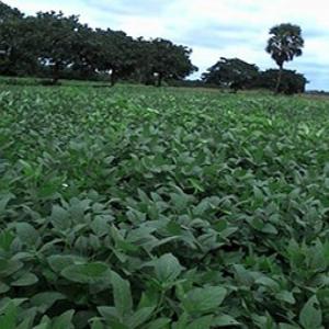  Partenaire Btob - céréales nous sommes une société agricole dénommée implantée à zinder,  au niger,  nous œuvrons dans le cadre du développement des chaînes de valeur agricoles au niger. nous cherchons pour notre projet de la campagne agricole 2024 axée dans de