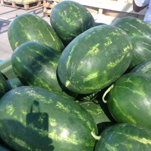  Watermelon Pasteque -sandia - fruits et légumes  notre &eacute;tablissement vous pr&eacute;sente nos past&egrave;ques tigr&eacute; de vari&eacute;t&eacute; delta cultiv&eacute; par des producteurs marocains et au centre sud du maroc. qualit&eacute; sup&eacute;rieur et meilleurs condition d exportation. every year our establishment presents our