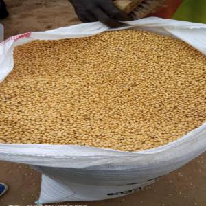  Soja Disponible Au Togo - céréales bonsoir très chers.----nous sommes une société faisant dans l'import-export des céréales et du sucre ----et nous disposons au togo de 3000t de soja en sac de 50kg,  livré sur lomé. visite et vérification permise.----condition - il ne faut qu'une