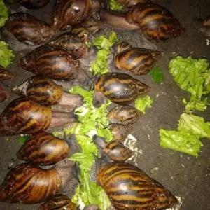  Vente D'escargots - animaux vivants nous sommes une structure d'agro- business à recherche de partenaires pour écouler nos produits.nous vendons nos escargots au complet avec ses coquilles.nous avons la capacité de vous servir au minimum 500 sujets d'escargots par semaine 