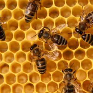  Miel Et Propolis Pur Et Organique - autres miel et propolis pur et organique. pays d'origine br&eacute;sil / prix tr&egrave;s tr&egrave;s int&eacute;ressant modalit&eacute;s de paiement lettre de cr&eacute;dit &agrave; vue garantie si vous etes int&eacute;ress&eacute; veuillez nous contacter par e mail