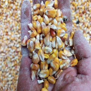  Spot Feed Corn - aliments pour animaux disponible spot animal feed corn 12.000 mt moldavia origin guergulesti port moisture max 14 5% broken kernels max 5%. damaged kernels max 5% (incl. heat damaged kernels max 2%) foreign matter max 5% aflatoxin b1+b2 10 ppb max total aflatoxin 10 ppb max ambrosia 50 ppm max aflatox