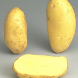  Semence Plants Pomme De Terre Maiwen - semence graine plant vends semence plants de pomme de terre - maiwen - 45/50 --distribution partout. --contactez nous