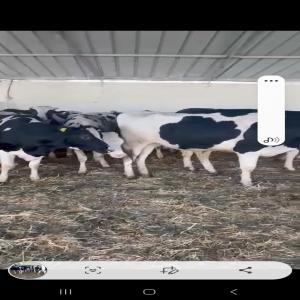  Recherche Partenaire Fournisseur Projet Élevage - animaux vivants société marocaine dans la région de casablanca avec terrain de plus de 60 ha cultivé par des céréales et cultures fouragers pour elevage,  avec lazaret sur un ha  en cours d'agrément,  recherche un appuit technico-commerciales par des partenaires fourni