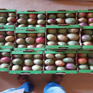  Mangue Kent Noix De Cajou Maïs Haricot - fruits et légumes  nous sommes une soci&eacute;t&eacute; d'exportation de fruits et l&eacute;gumes bas&eacute;e en c&ocirc;te d'ivoire nos produits sont certifi&eacute;s global gap. nous sommes en mesure de fournir des mangues kent de plusieurs tonnes et &agrave; un prix avantageux calibrage de 6 &agrave; 1