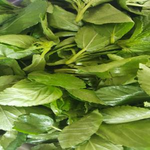  Corète Potagère - fruits et légumes de la corète potagère(adémè) bio sans engrais chimique ni insecticides ni herbicide. cultivé au togo sur un sol riche. ce légume est 100% naturelle et 100% bio disponible en quantité très frais. 