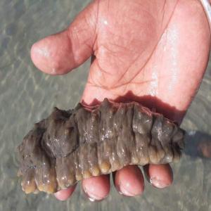  Recherche Acheteurs De Concombres Des Mers - coquillage crustacé en tant que producteur de concombres localis&eacute; au cameroun,  nous fournissons des concombres de mer s&eacute;ch&eacute;s,  frais ou congel&eacute;s. nous sommes &agrave; la recherche de partenaires et d'acheteurs potentiels pour &eacute;tablir des collaborations fructueuses. nos contrats peuvent