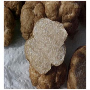  Truffes Blanches Et Roses De Maamora - champignon levure je peux fournir une grande quantit&eacute; de truffes blanches et roses de maamora sur commande. je vend &eacute;galement de l'huile de truffe et de la fleur de sel &agrave; la truffe. de la fleur de sel,  diff&eacute;rents types d'&eacute;pices de grande qualit&eacute;,  de l'huile d'olive vierge ext