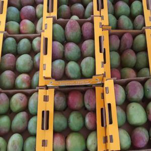  Mangue Kent Noix De Cajou Maïs Haricot - fruits et légumes  nous sommes une soci&eacute;t&eacute; d'exportation de fruits et l&eacute;gumes bas&eacute;e en c&ocirc;te d'ivoire nos produits sont certifi&eacute;s global gap. nous sommes en mesure de fournir des mangues kent de plusieurs tonnes et &agrave; des tr&egrave;s prix comp&eacute;titifs. cali