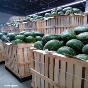  Watermelon Pasteque -sandia - fruits et légumes nous vous proposons les pasteques origine maroc premiere recolte calibre 6/8/12/16 en paloxe 500 kg we offer you watermelons from morocco first harvest caliber 6/8/12/16 in 500 kg palox te ofrecemos sandías de marruecos primera cosecha calibre 6/8/12/16 en 500 kg palox
