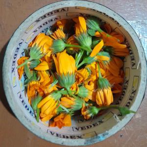  Calendula Sauvage - matiere vegetale  madame monsieur je mets en vente des p&eacute;tales de fleurs de calendula bio vendu en vrac ( 5 10 kg) afin de fabriquer du mac&eacute;rat de calendula. pour plus amples informations contacter moi.