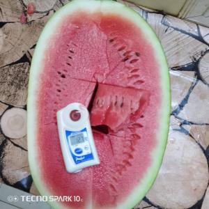  Pastèque D'origine Sénégal De Qualité Premium - fruits et légumes pastèque du senegal de qualité premium disponible à l'export certifiée global gap avec un taux de brix supérieur à 12,  des calibres de +10kg.--variétés delta ,  crimson --conditionnement - palox carton de 240kg--commande minimale - un conteneur 
