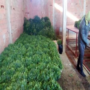  Boquette Lentisque - autres nous sommes une société communautaire tunisienne notre activité est la valorisation des produits forestiers telque le romarin.le lentisque... nous cherchons un client des boquettes du lentisque de dimensions 50cm et 40cm.si vous etes intéressés de notre produit n'h