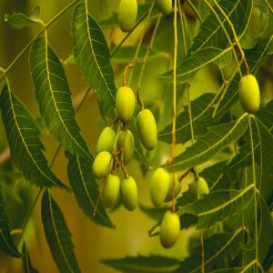 Huile De Neem Première Pression Froid - huiles nous recherchons des personnes int&eacute;ress&eacute;es par l achat d huile de neem de premi&egrave;re pression &agrave; froid r&eacute;pondant aux normes de qualit&eacute; internationale. plusieurs tonnes disponibles.