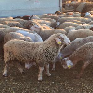 Vente Agneaux Vivants Espagne - animaux vivants vente agneaux vivants pour abattage merinos et finos.35kg/50kg origines espagne disponibilit&eacute; de plus de 20.000 agneaux. merinos segurenos manchegos et finos.