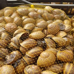  Helix Aspersa Maxima - animaux vivants posiadam ślimaka helix aspersa maxima, --posiadam wszystkie wymagane dokumenty,  transport do włoch ,  hiszpanii i francji.